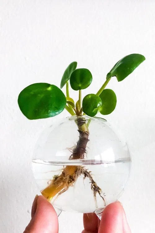 Fotografía de Planta en oferta