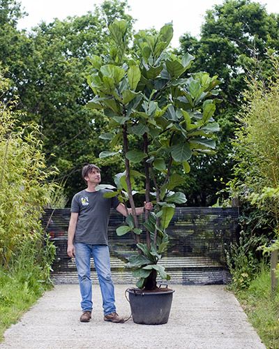 Fotografía de Planta en oferta