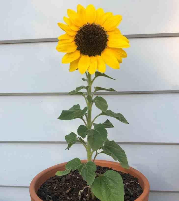Fotografía de Planta en oferta