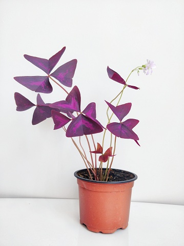 Fotografía de Planta en oferta