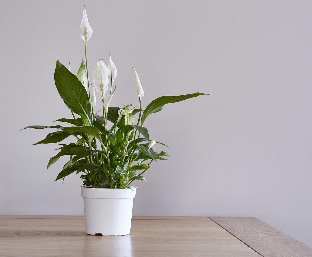 Fotografía de Planta en oferta