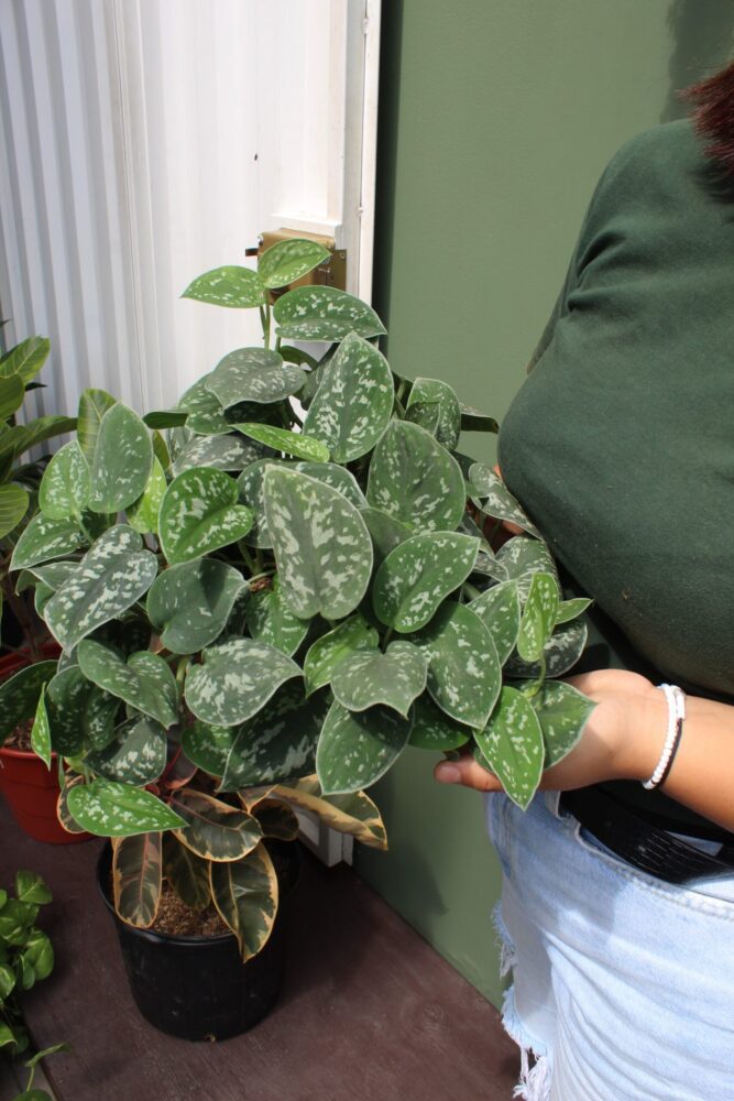 Fotografía de Planta en oferta