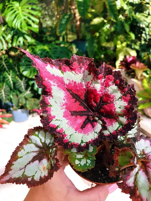 Fotografía de Planta en oferta