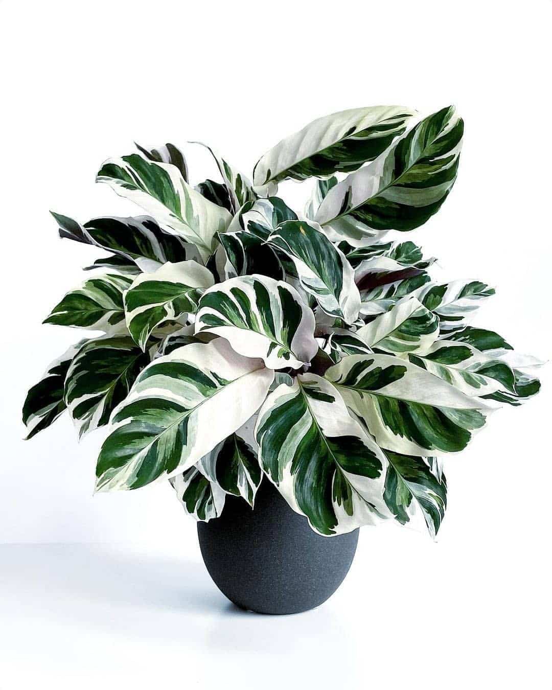 Fotografía de Planta en oferta