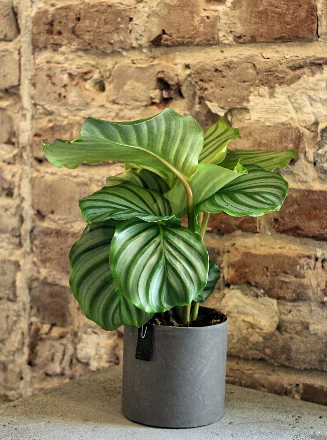 Fotografía de Planta en oferta